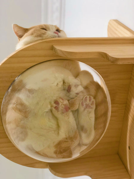 Wall Mounted Cat House Transparent Cat Condo Space Capsule Cat Wall Furniture for Indoor Cats Perching, Sleeping and Climbing