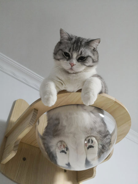 Wall Mounted Cat House Transparent Cat Condo Space Capsule Cat Wall Furniture for Indoor Cats Perching, Sleeping and Climbing