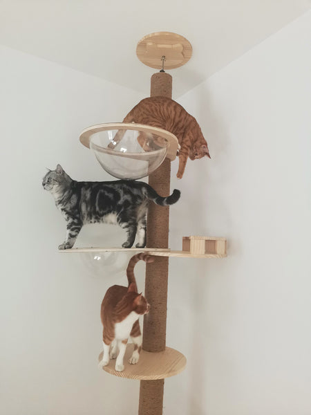 Floor to Celling Cat Tree with Multi Level Shelves for  Large Cats Climbing Sturdy Solid Wood Scratching Post Height Adjustable and Customized Available