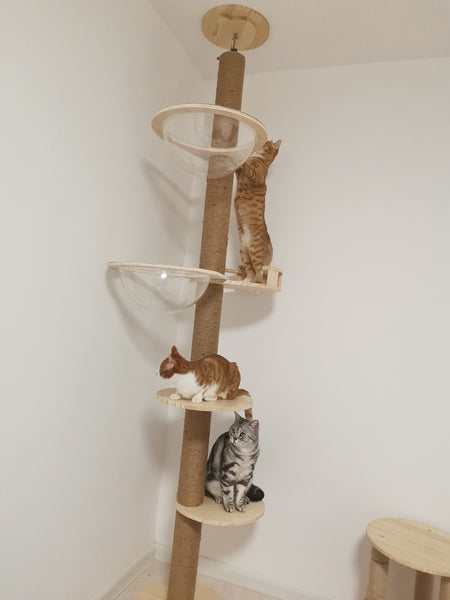 Floor to Celling Cat Tree with Multi Level Shelves for  Large Cats Climbing Sturdy Solid Wood Scratching Post Height Adjustable and Customized Available