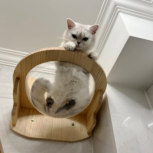 Wall Mounted Cat House Transparent Cat Condo Space Capsule Cat Wall Furniture for Indoor Cats Perching, Sleeping and Climbing