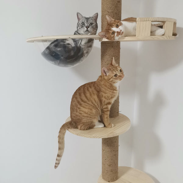 Floor to Celling Cat Tree with Multi Level Shelves for  Large Cats Climbing Sturdy Solid Wood Scratching Post Height Adjustable and Customized Available