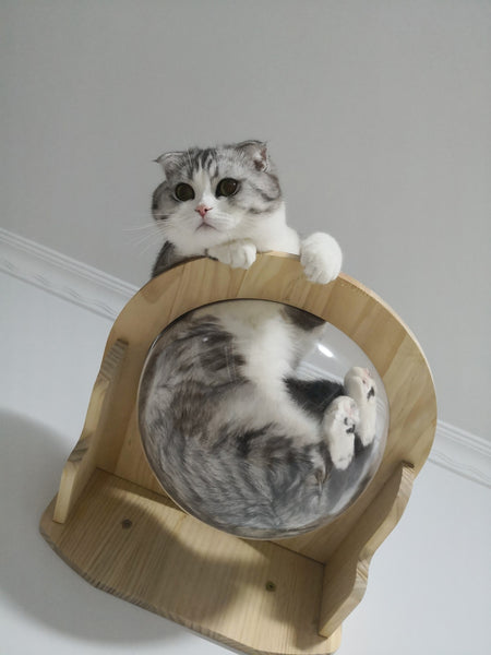 Wall Mounted Cat House Transparent Cat Condo Space Capsule Cat Wall Furniture for Indoor Cats Perching, Sleeping and Climbing