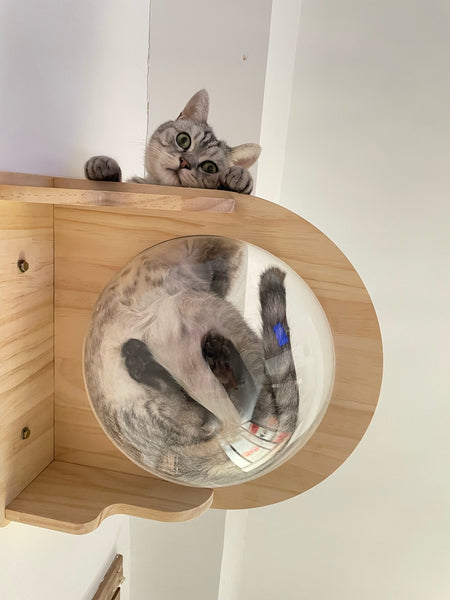 Wall Mounted Cat House Transparent Cat Condo Space Capsule Cat Wall Furniture for Indoor Cats Perching, Sleeping and Climbing