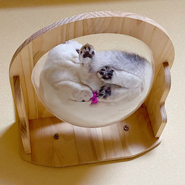 Wall Mounted Cat House Transparent Cat Condo Space Capsule Cat Wall Furniture for Indoor Cats Perching, Sleeping and Climbing
