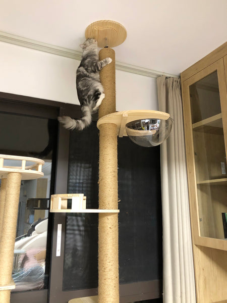 Floor to Celling Cat Tree with Multi Level Shelves for  Large Cats Climbing Sturdy Solid Wood Scratching Post Height Adjustable and Customized Available