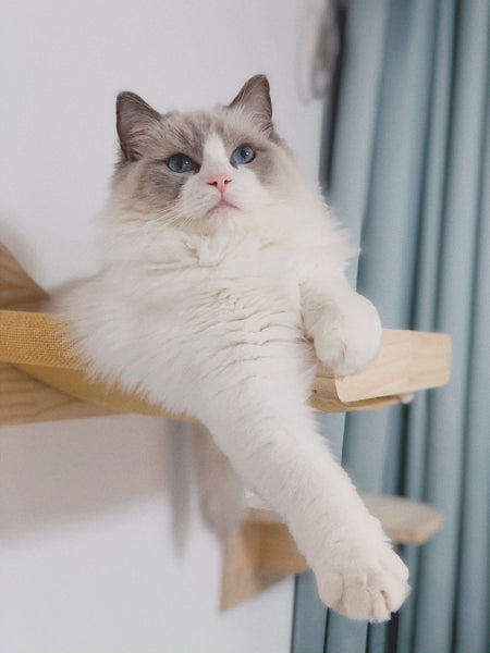 Cat Hammock Wall Mounted Cat Shelves Cat Perching Bed Solid Wood Cat Wall Furniture for Indoor Cats