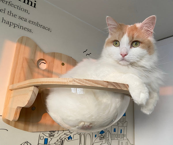 Wall Mounted Cat House Transparent Cat Condo Space Capsule Cat Wall Furniture for Indoor Cats Perching, Sleeping and Climbing