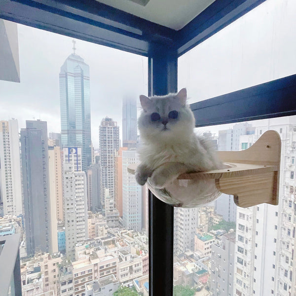 Wall Mounted Cat House Transparent Cat Condo Space Capsule Cat Wall Furniture for Indoor Cats Perching, Sleeping and Climbing