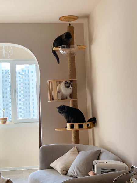 Floor to Celling Cat Tree with Multi Level Shelves for  Large Cats Climbing Sturdy Solid Wood Scratching Post Height Adjustable and Customized Available
