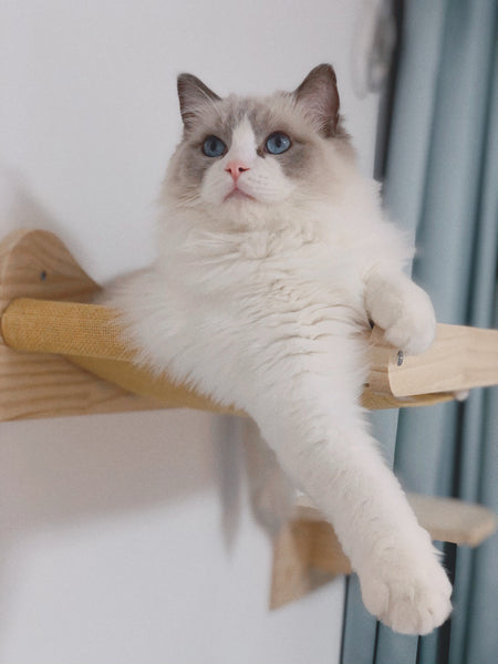 Cat Hammock Wall Mounted Cat Shelves Cat Perching Bed Solid Wood Cat Wall Furniture for Indoor Cats